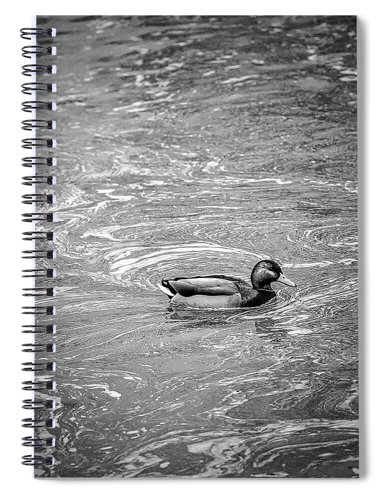 Duck In Creek Bw Spiral Notebook featuring the photograph duck in creek BW by Leif Sohlman