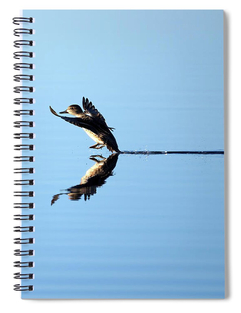 Duck Spiral Notebook featuring the photograph Duck Smooth Landing 1 by Flinn Hackett