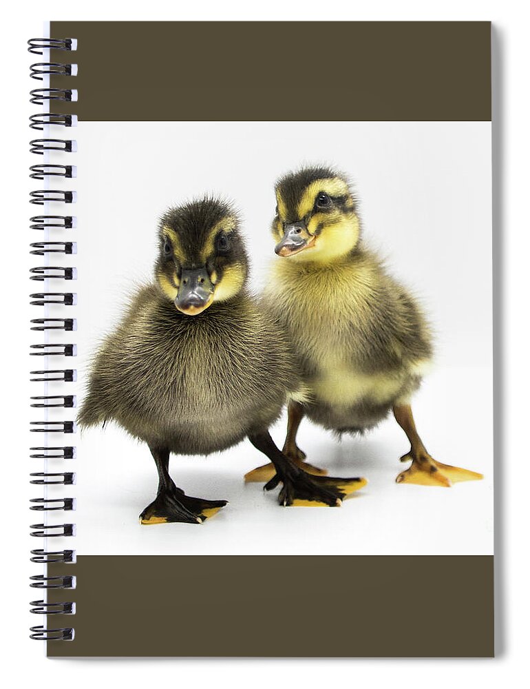 Ducks Spiral Notebook featuring the photograph Duckies 3 by Cheryl McClure