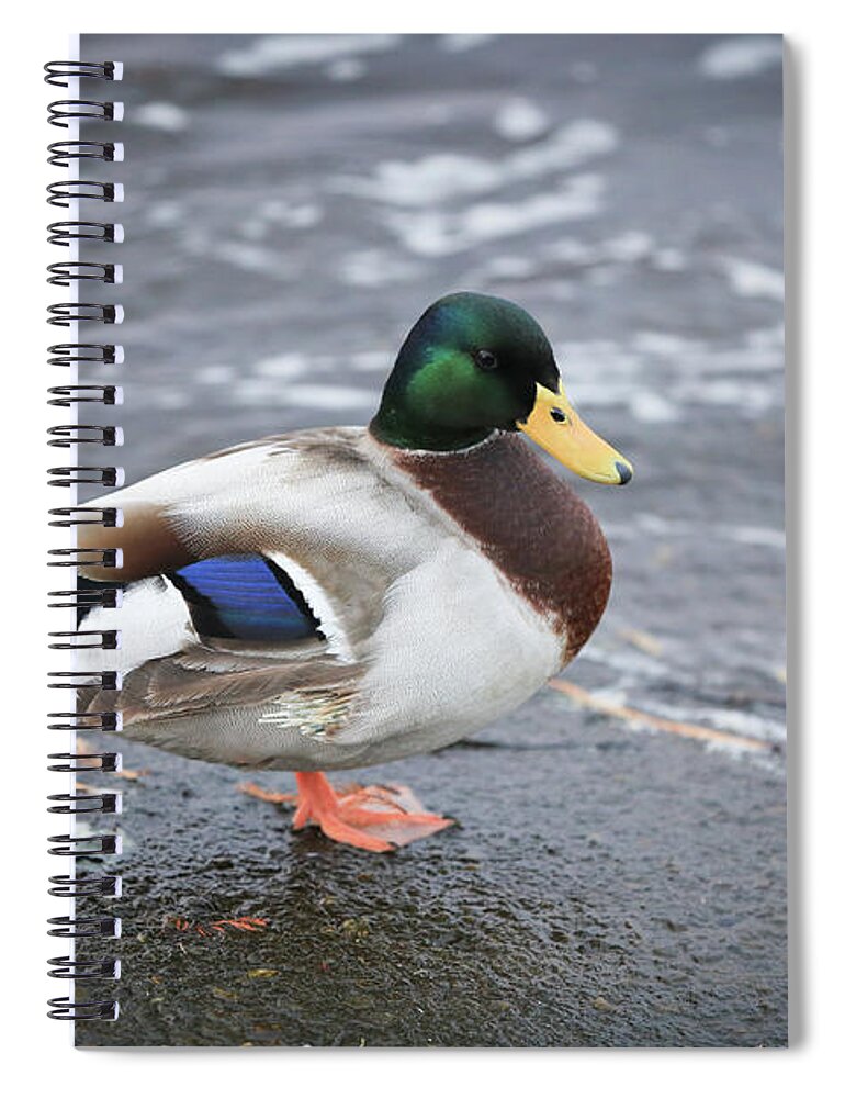 Duck Spiral Notebook featuring the photograph Duckly by Mina Isaac