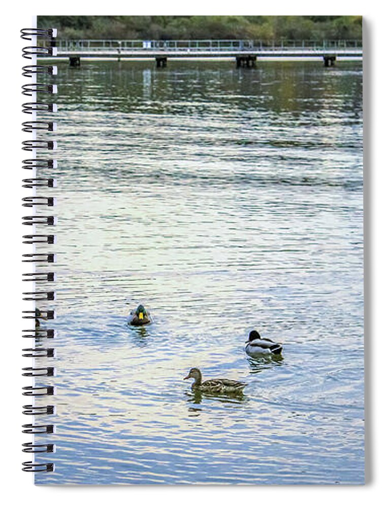 Animals Spiral Notebook featuring the photograph Ducks on the lake by Anamar Pictures