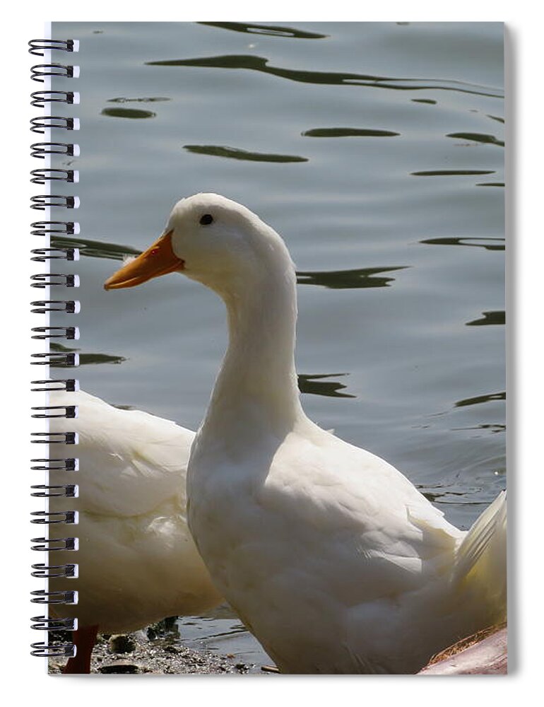 Ducks Spiral Notebook featuring the photograph Ducks by Raymond Fernandez