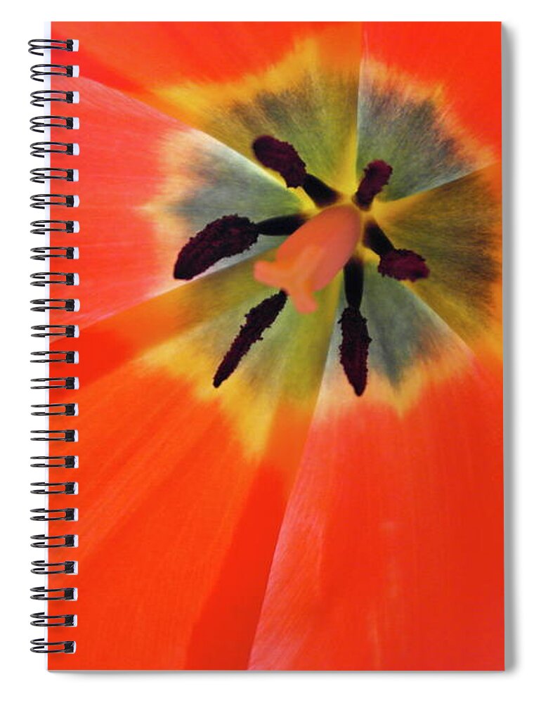 Tulip Spiral Notebook featuring the photograph Dutch Umbrella by Michele Myers