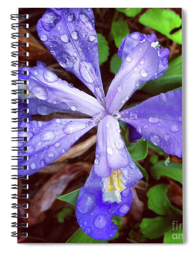 Dwarf Crested Iris Spiral Notebook featuring the photograph Dwarf Crested Iris by Kerri Farley