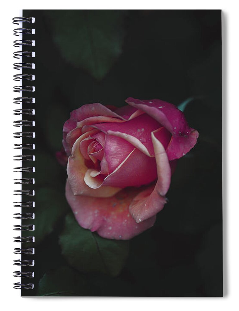 Pink Rose Rose Petals Spiral Notebook featuring the photograph Dying Love by Abigail Diane Photography