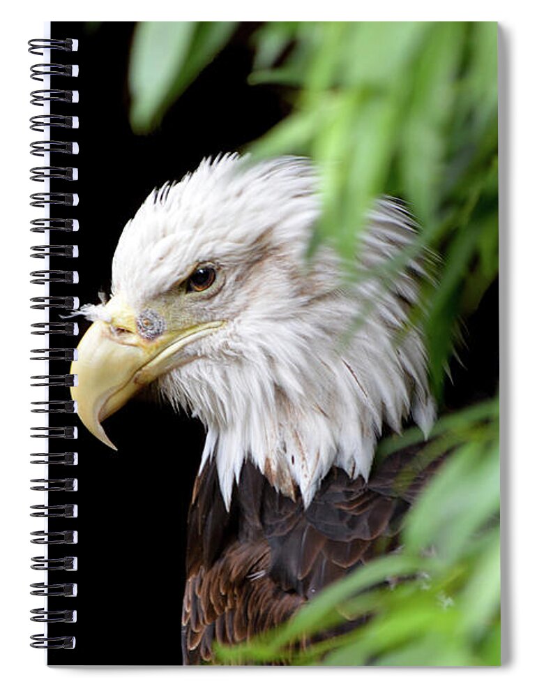 Eagle Spiral Notebook featuring the photograph Eagle 2 by Deborah M