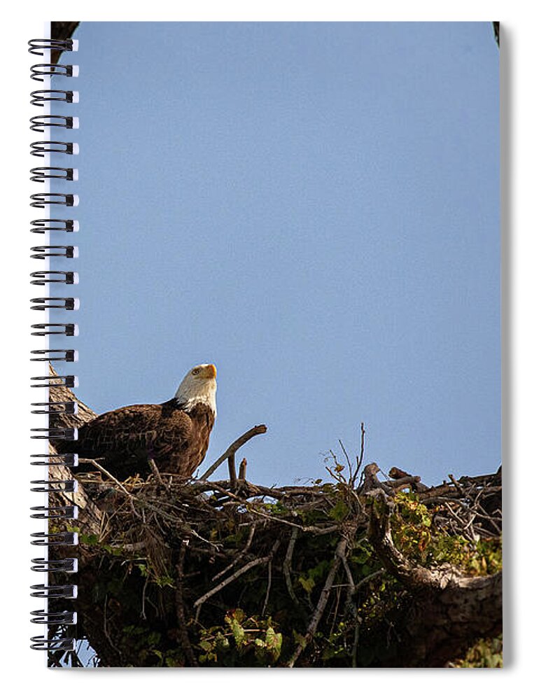 Eagle Spiral Notebook featuring the photograph Eagle 2020-14 by Les Greenwood