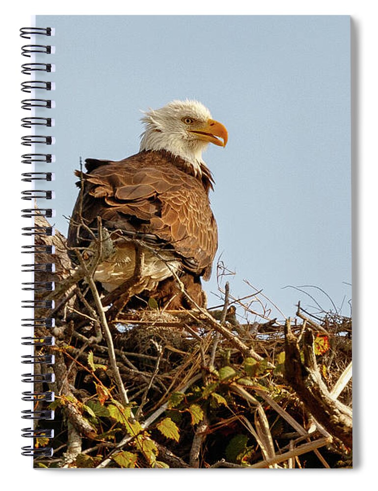 Wildlife Spiral Notebook featuring the photograph Eagle 2020-3 by Les Greenwood