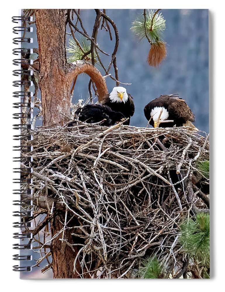 Eagle Spiral Notebook featuring the photograph Eagle Family Dinner by Michael Dawson