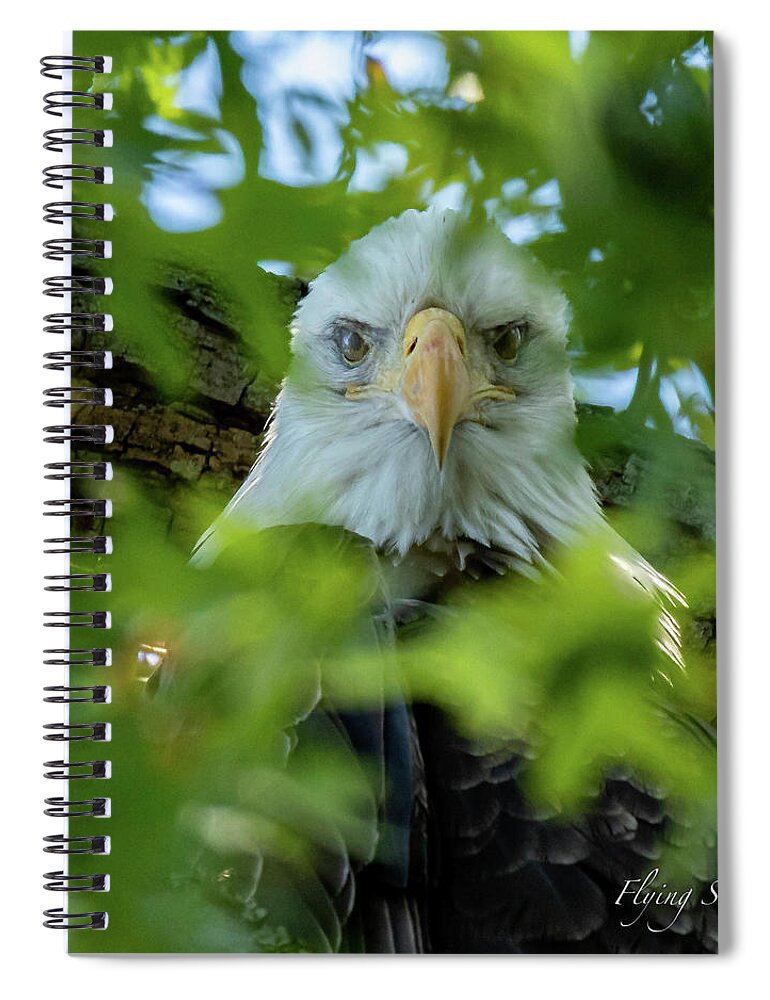 Eagle Spiral Notebook featuring the photograph Eagle in the Tree by William Bretton