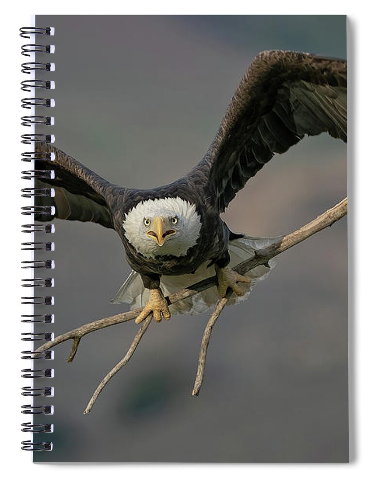 Bald Eagle Spiral Notebook featuring the photograph Eagle Nest Building by Beth Sargent