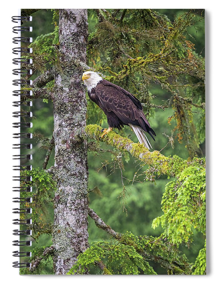 Eagle Spiral Notebook featuring the photograph Eagle Tree by Michael Rauwolf