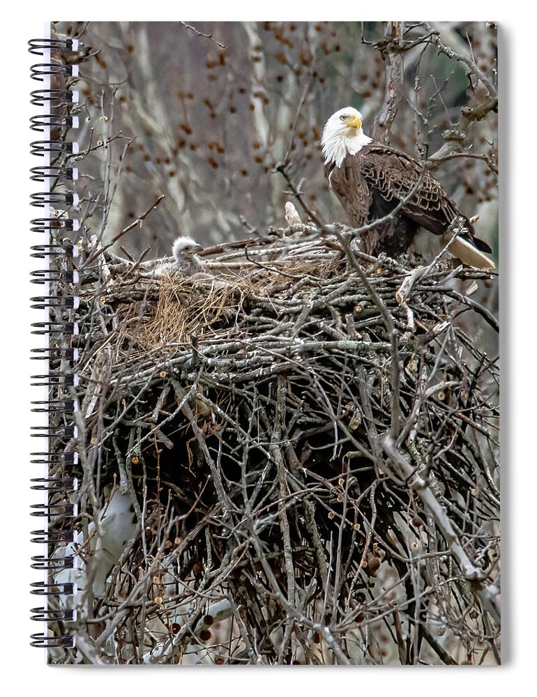 Eaglet Spiral Notebook featuring the photograph Eaglet Before by Brian Shoemaker