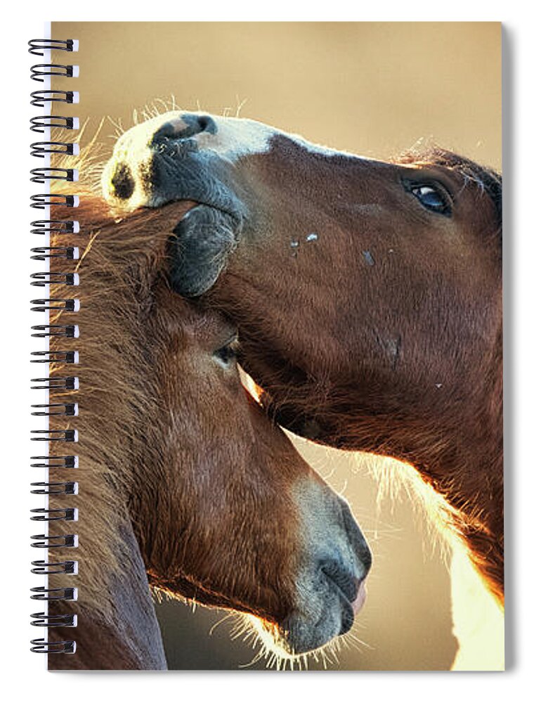 Salt River Wild Horses Spiral Notebook featuring the photograph Ear Nibble by Shannon Hastings