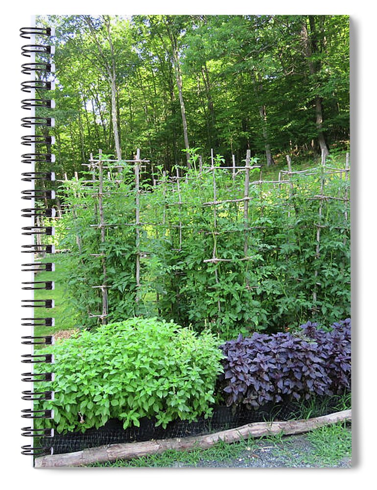 Vegetable Garden Spiral Notebook featuring the photograph Early August Tomato Maze. View from the Driveway. The Victory Garden Collection. by Amy E Fraser