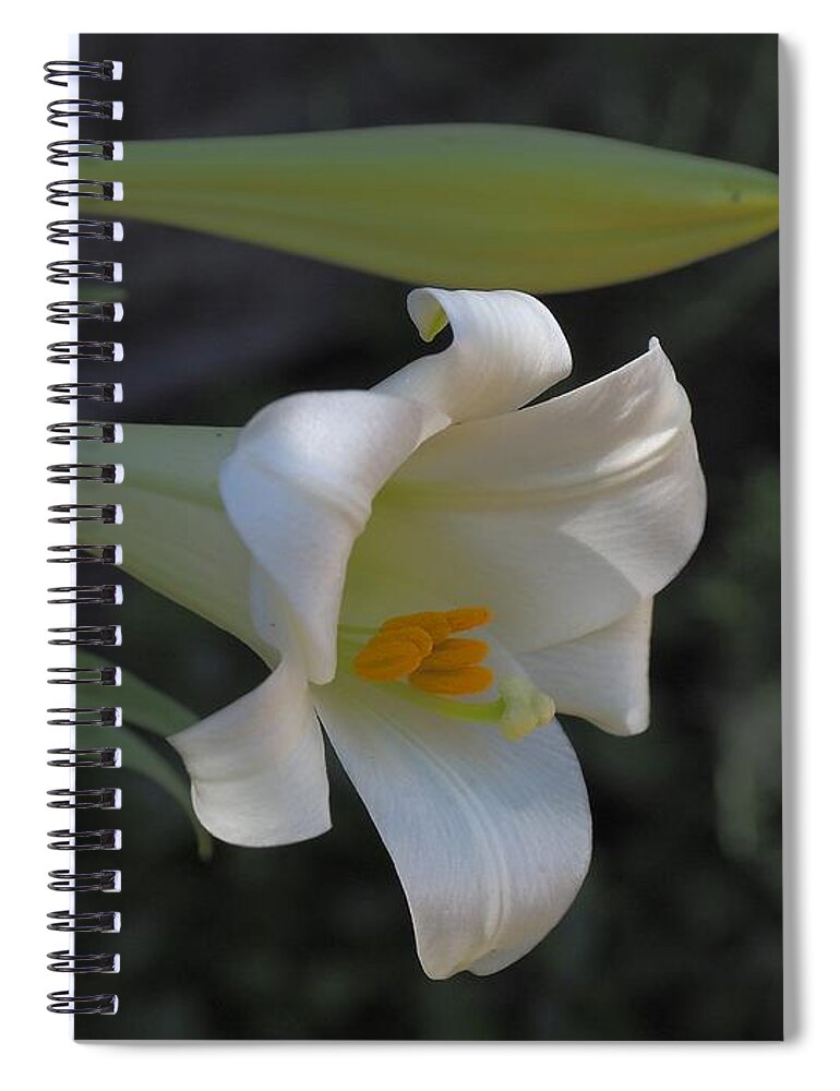 Botanical Spiral Notebook featuring the photograph Easter Lily Late Bloom by Richard Thomas