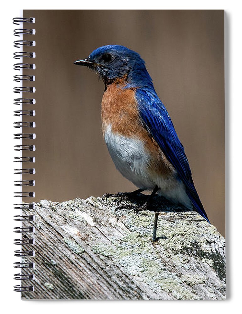 Bird Spiral Notebook featuring the photograph Eastern Bluebird by Cathy Kovarik