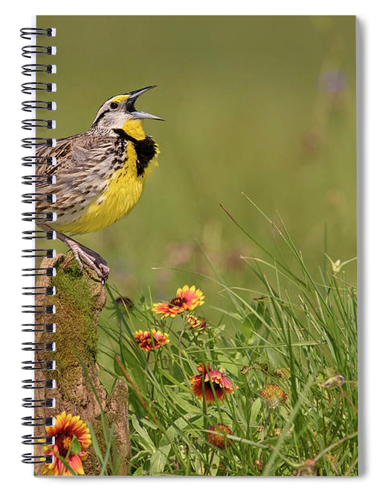 00563400 Spiral Notebook featuring the photograph Eastern Meadowlark Calling by Alan Murphy