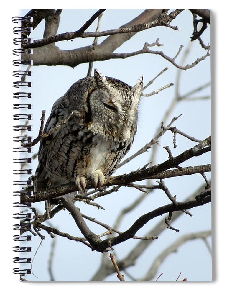 Owl Spiral Notebook featuring the photograph Eastern Screech Owl by Katie Keenan