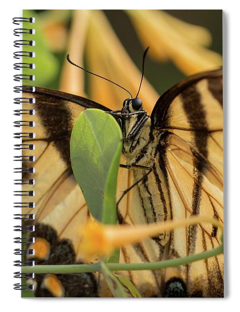 Eastern Spiral Notebook featuring the photograph Eastern Tiger Swallowtail in the Honeysuckle by Liza Eckardt