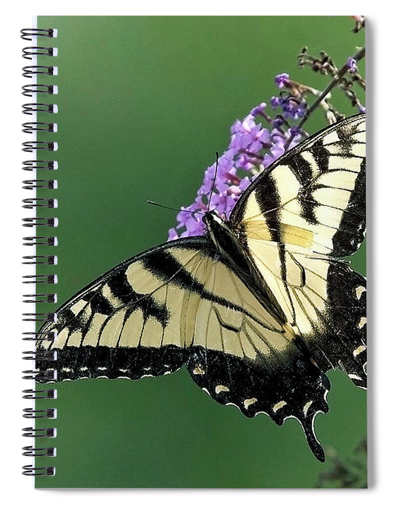 Eastern Tiger Swallowtail Spiral Notebook featuring the photograph Eastern Tiger Swallowtail by Tony Mills