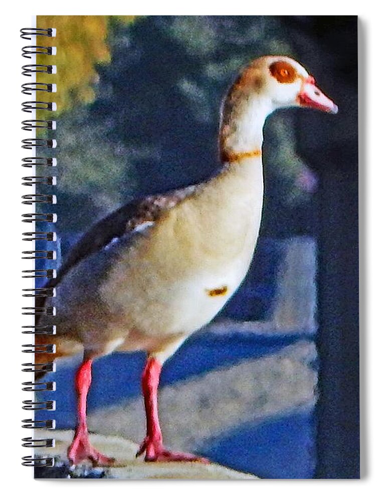Bird Spiral Notebook featuring the photograph Egyptian Goose On Wall by Andrew Lawrence