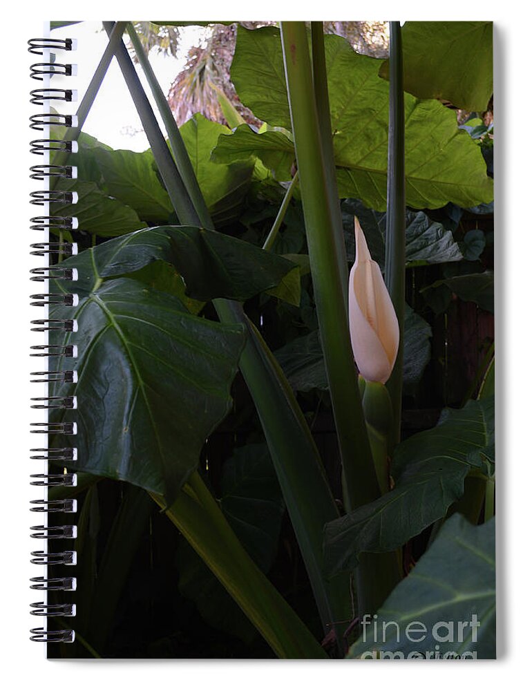 Fine Art Photography Spiral Notebook featuring the photograph Elephant Ear Blossom 12-1-19 by Julianne Felton