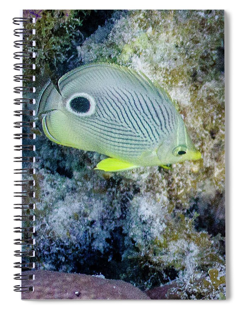Animals Spiral Notebook featuring the photograph Eligible by Lynne Browne
