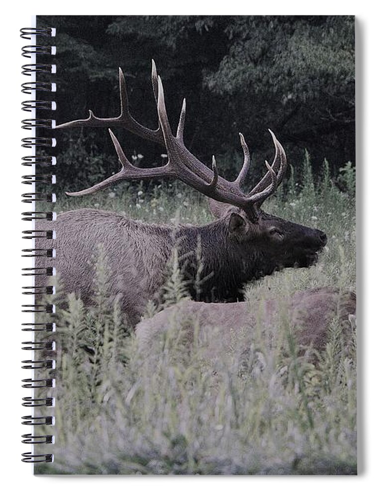 Landscape Spiral Notebook featuring the photograph Elk buck, Cherokee National Forest by Theresa D Williams