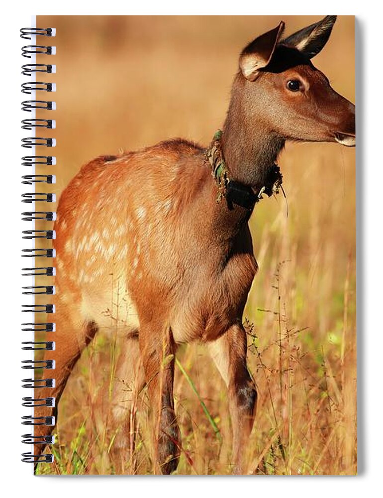 Elk Calf Spiral Notebook featuring the photograph Elk Calf All Aglow in Light by Carol Montoya