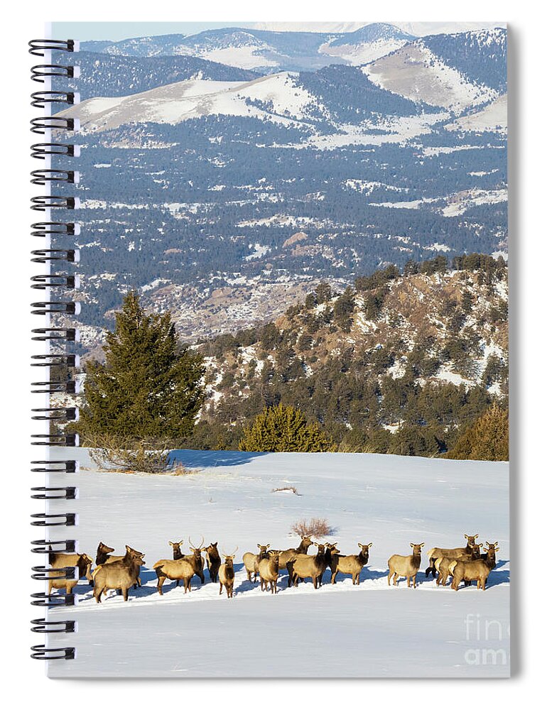 Elk Spiral Notebook featuring the photograph Elk Herd on Snowy Mountain by Steven Krull