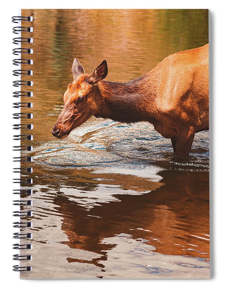 Elk Spiral Notebook featuring the photograph Elk Walking Through Water by Jeanette Fellows