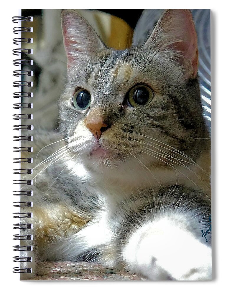 Cat;calico;white;pose;pet;animal Spiral Notebook featuring the digital art Emma by Leon deVose
