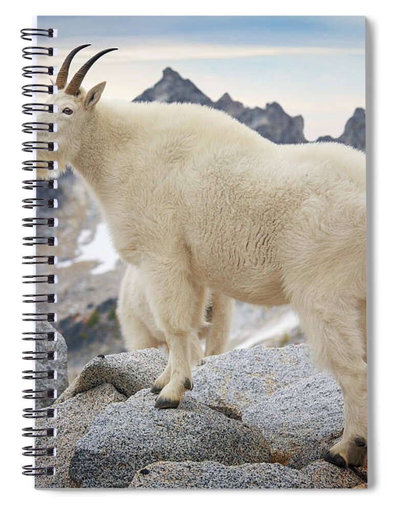 Alpine Lakes Wilderness Spiral Notebook featuring the photograph Enchantment Goat by Inge Johnsson