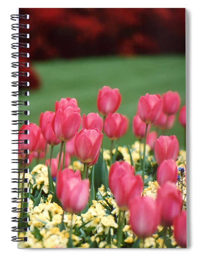 Tulip Spiral Notebook featuring the photograph English Garden Tulips by Carolyn Ann Ryan