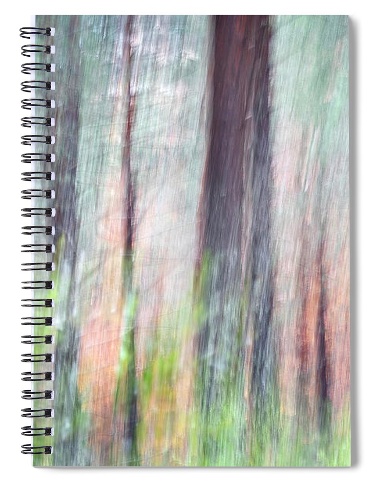 Forest Spiral Notebook featuring the photograph Ephemeral forest in fall by Hernan Bua