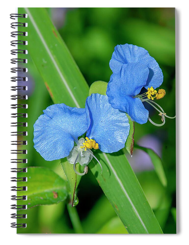 Spiderwort Family Spiral Notebook featuring the photograph Erect Dayflower DFL1217 by Gerry Gantt