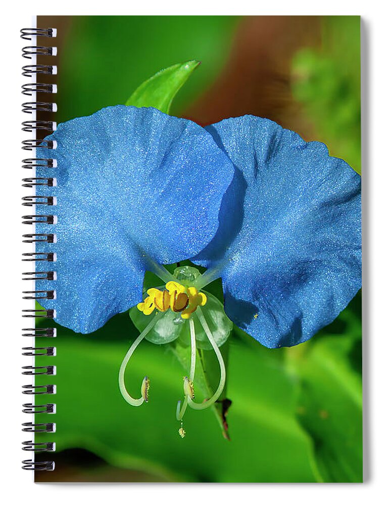 Spiderwort Family Spiral Notebook featuring the photograph Erect Dayflower DFL1219 by Gerry Gantt