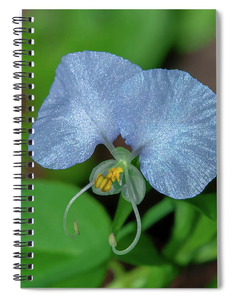 Erect Dayflower Spiral Notebook featuring the photograph Erect Dayflower DFL1291 by Gerry Gantt