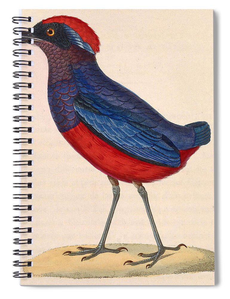 Nicolas Huet The Younger Spiral Notebook featuring the drawing Erythropitta granatina by Nicolas Huet the Younger