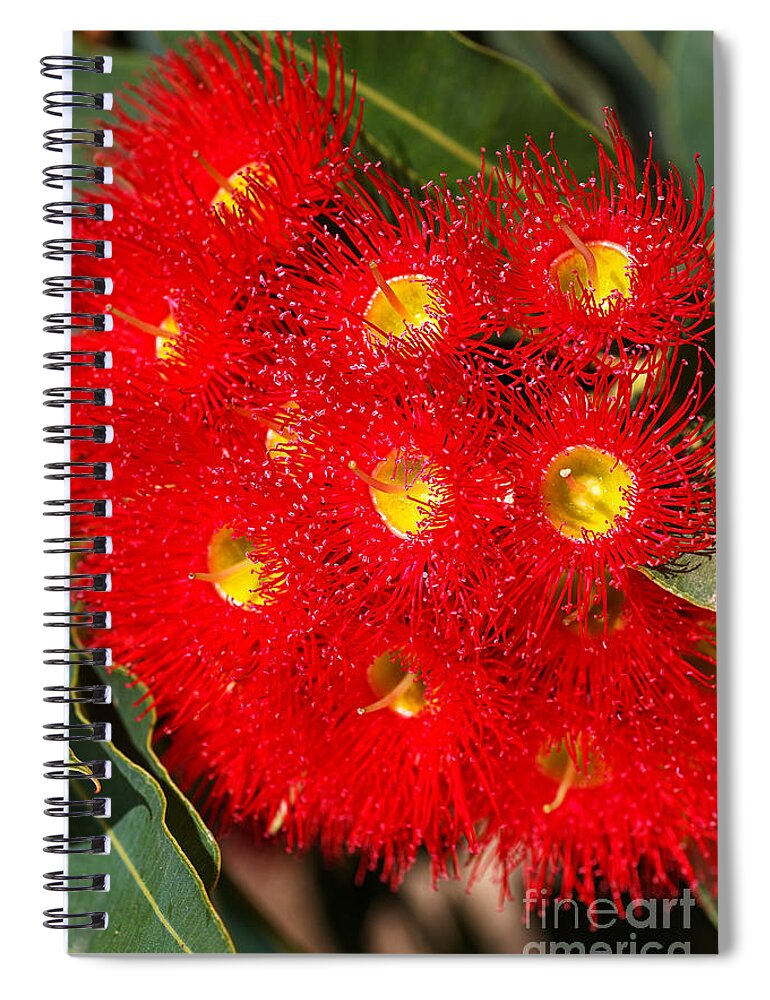 Corymbia Ficifolia Spiral Notebook featuring the photograph Eucalyptus Red Flowers by Joy Watson