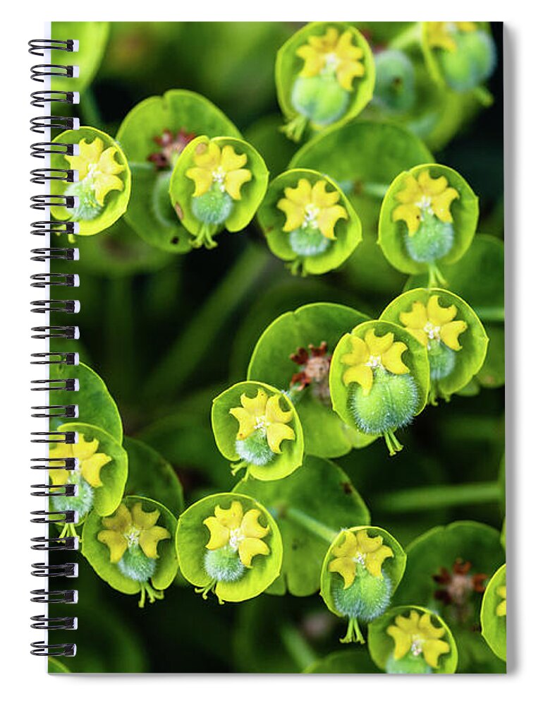 Euphorbia Spiral Notebook featuring the photograph Euphorbia by Aashish Vaidya