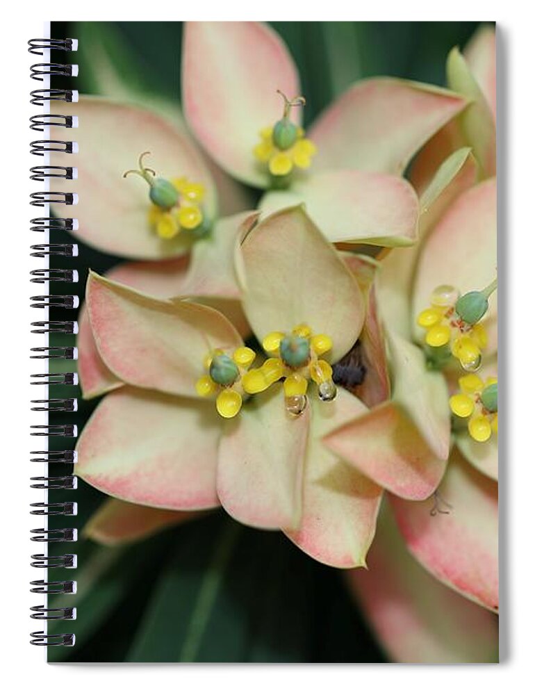 Euphorbia Punicea Spiral Notebook featuring the photograph Euphorbia Punicea by Mingming Jiang