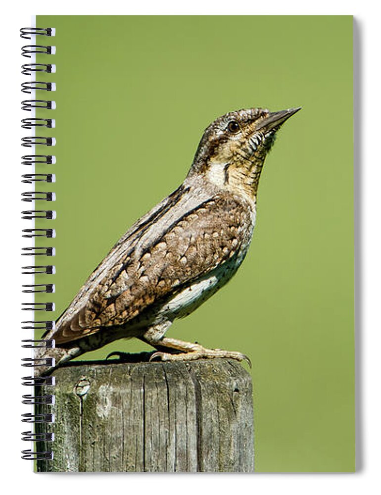 Wryneck Spiral Notebook featuring the photograph Eurasian Wryneck, the ant hunter by Torbjorn Swenelius