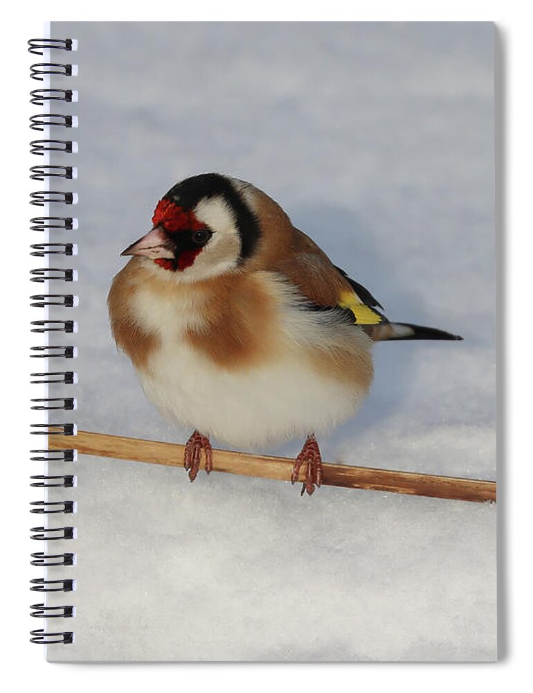 European Goldfinch Spiral Notebook featuring the photograph European Goldfinch in the Snow by Eva Lechner