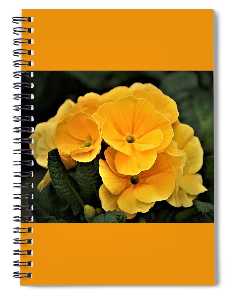 Evening Primrose Spiral Notebook featuring the photograph Evening Primrose, Gold by Nancy Ayanna Wyatt