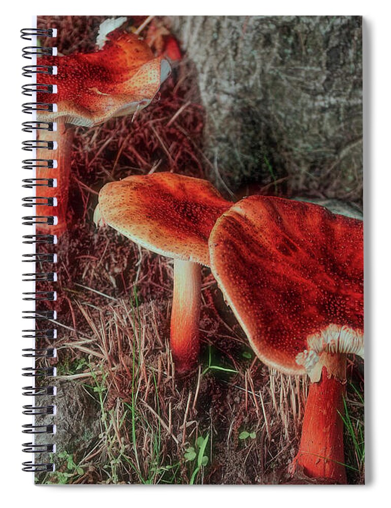 Forest Spiral Notebook featuring the photograph Everyday Mushrooms by Cordia Murphy