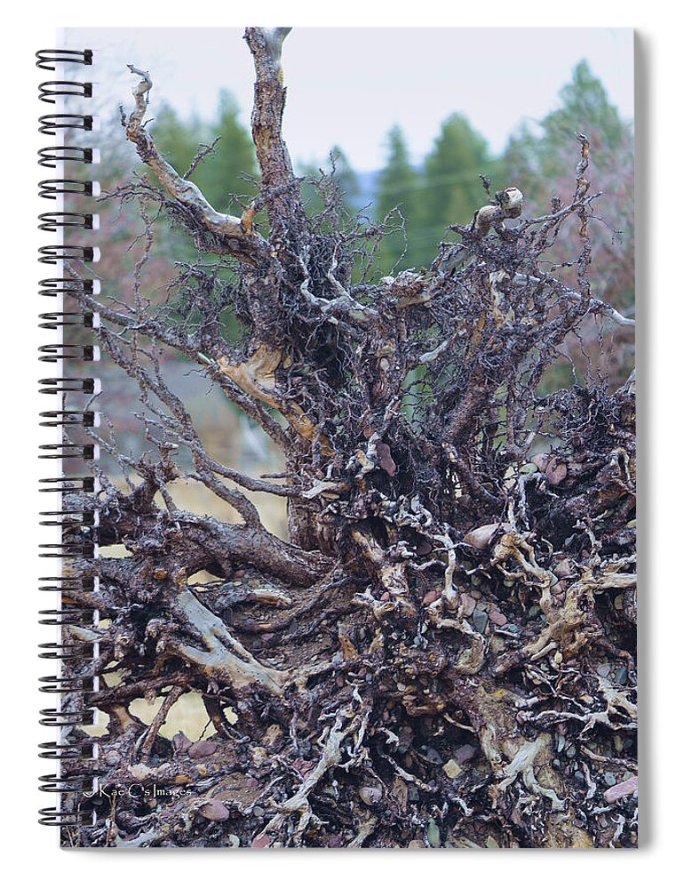 Tree Roots Spiral Notebook featuring the photograph Exposed Roots #1 by Kae Cheatham