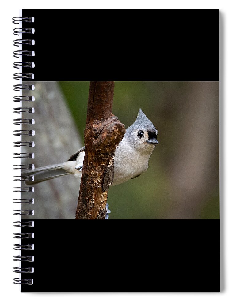 Bird Spiral Notebook featuring the photograph Eye Contact by Linda Bonaccorsi