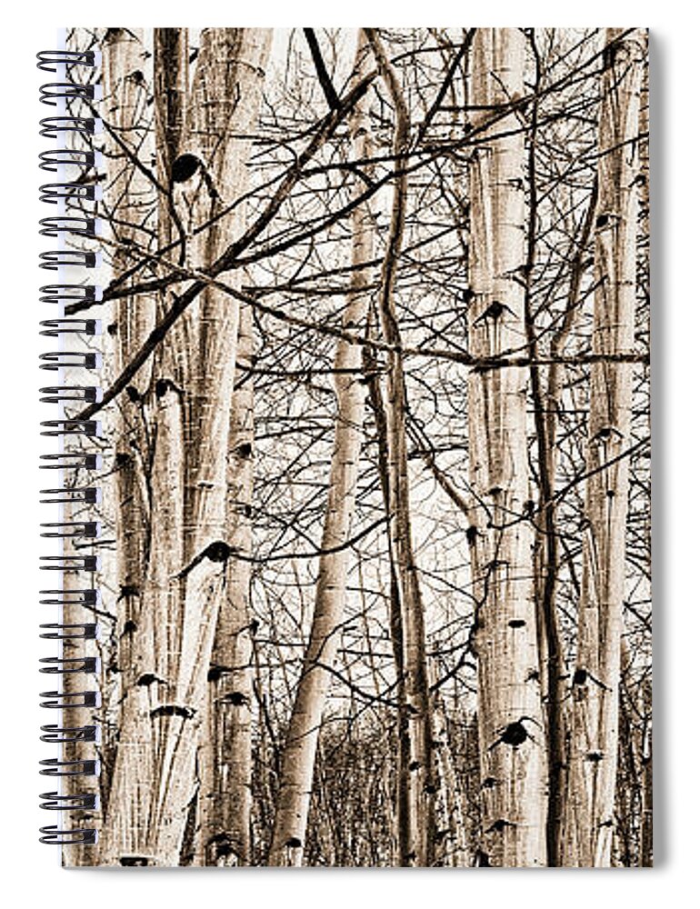 Snow Spiral Notebook featuring the photograph Eye Of The Forest by Carmen Kern